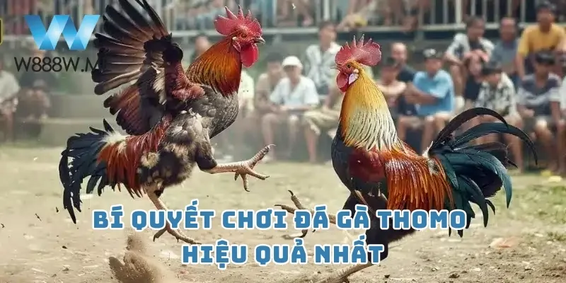 Bí quyết chơi đá gà Thomo hiệu quả nhất