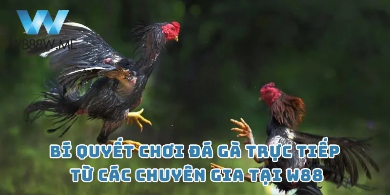 Bí quyết chơi đá gà trực tiếp từ các chuyên gia tại W88