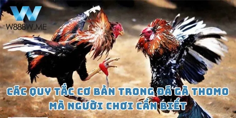 Các quy tắc cơ bản trong đá gà Thomo mà người chơi cần biết