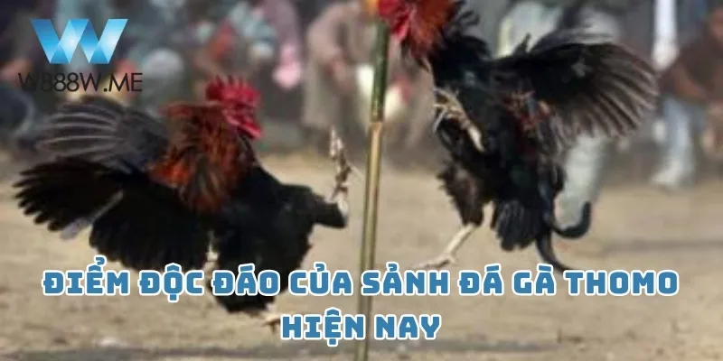 Điểm độc đáo của sảnh đá gà Thomo hiện nay