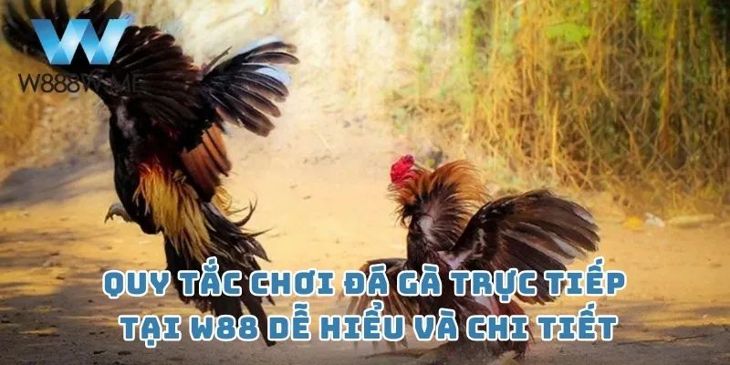 Quy tắc chơi đá gà trực tiếp tại W88 dễ hiểu và chi tiết